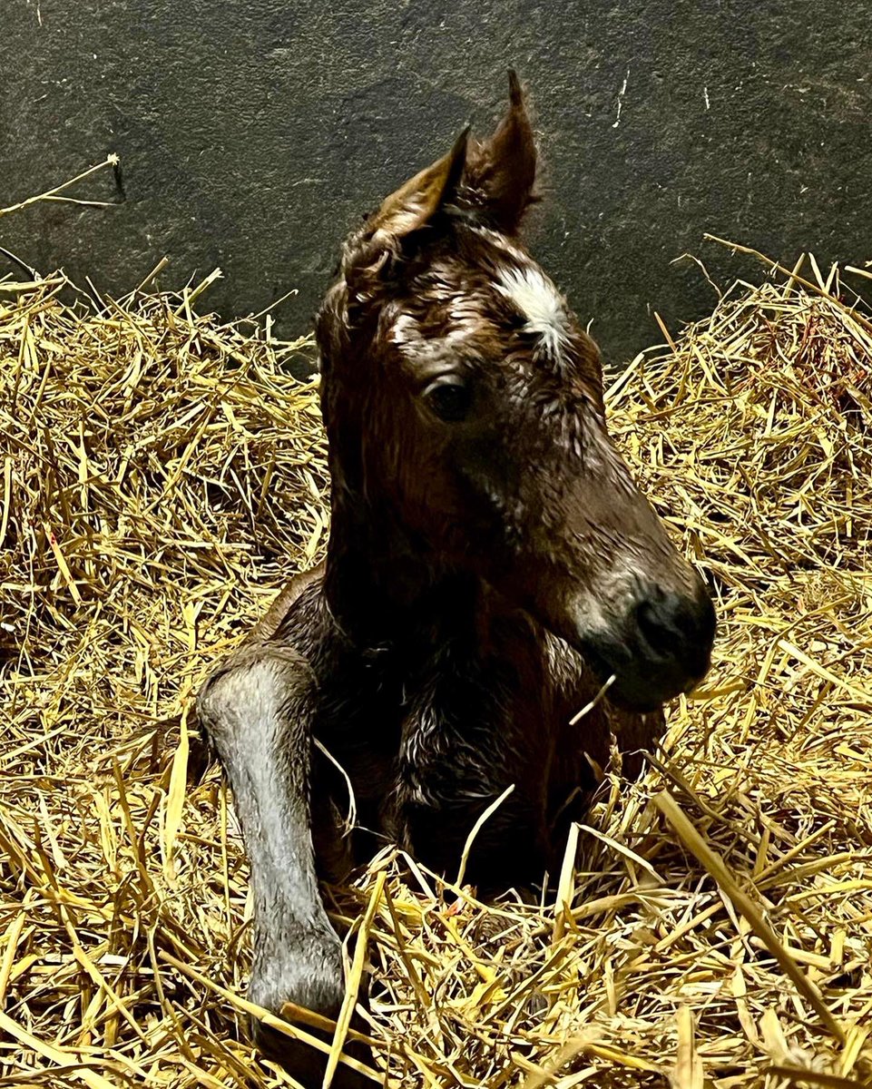 HarasOmbreville's tweet photo. 🔹𝗕𝗢𝗬𝗦 𝗕𝗔𝗡𝗗🔹
🤩𝙒𝙚’𝙧𝙚 𝙥𝙡𝙚𝙖𝙨𝙚𝙙 𝙩𝙤 𝙬𝙚𝙡𝙘𝙤𝙢𝙚 2 𝙢𝙤𝙧𝙚 𝙘𝙤𝙡𝙩𝙨 𝙡𝙖𝙨𝙩 𝙣𝙞𝙜𝙝𝙩 🤩
🍼Baby 25 : a gorgeous colt by @DarleyStallions 𝙏𝙊𝙊 𝘿𝘼𝙍𝙉 𝙃𝙊𝙏 
🍼Baby 26 : a smart colt by @Ballylinch 𝙈𝘼𝙆𝙀 𝘽𝙀𝙇𝙄𝙀𝙑𝙀
17🔹𝙫𝙨 9🎀 https://t.co/gR6uVe1PRa