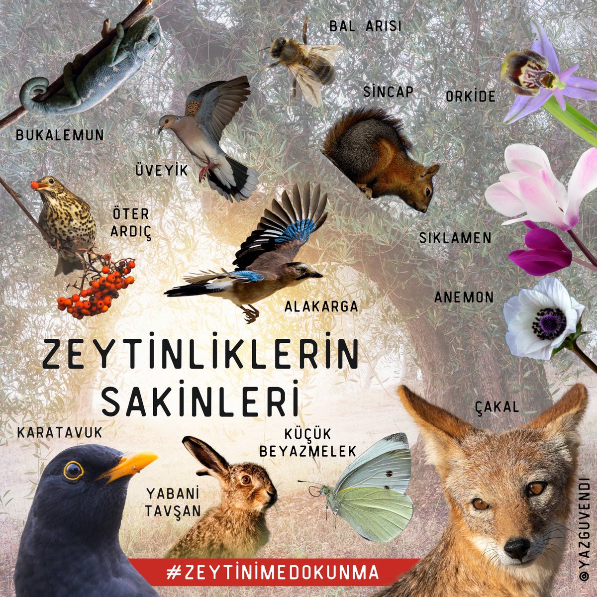 kuzeyormanlari's tweet photo. Zeytinliklerimiz ve delice ormanlarımız sayısız canlının nefesi, yuvası, yaşam kaynağıdır. #ZeytinimeDokunma🐇 https://t.co/w3YWBcjsut