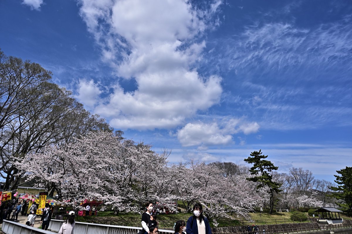 kodera16's tweet photo. #桜 #酒津公園 
今日は坂津公園をお写ん歩 https://t.co/xL6VgnrPhU