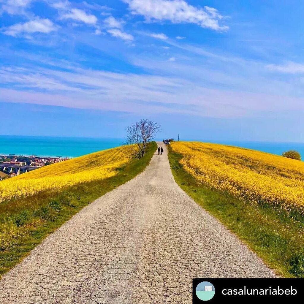 guardapsgiorgio's tweet photo. Non importa se la giornata è uggiosa, basta pensare ai colori del territorio, come  in questo repost della foto di 

@casalunariabeb Scorci Marchigiani😍
Questa foto è dell'anno scorso ma oggi andró a fare una passeggiata a Monte Cacciù per postare qu… https://t.co/SWOlyomeHt https://t.co/bz1fbvicW5
