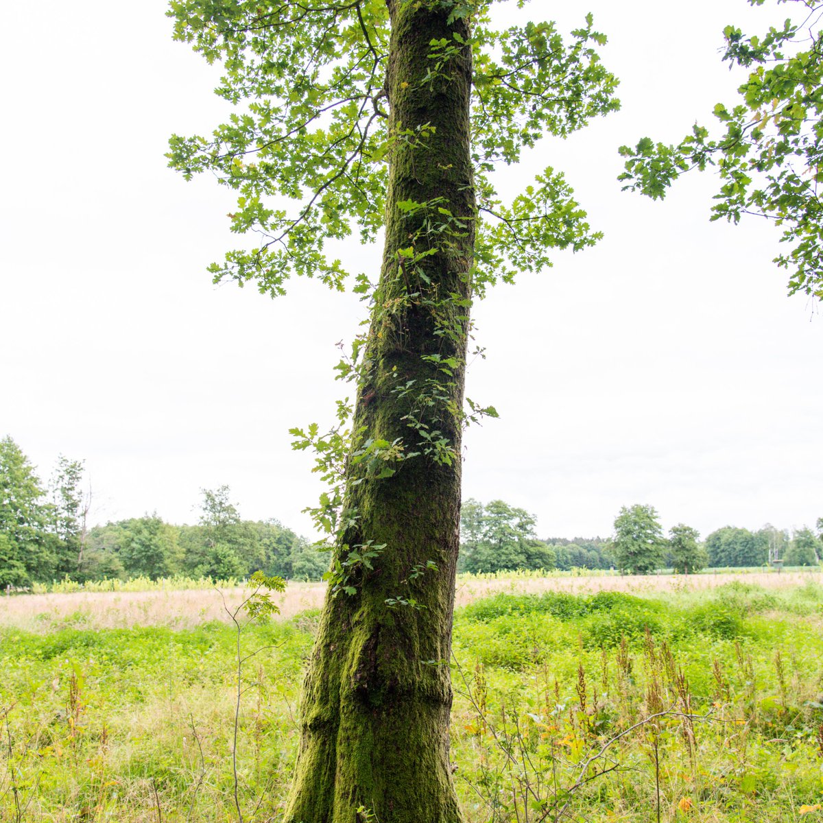 Expert*innen sind sich einig, dass unsere Wälder mit klimastabilen Mischwäldern aufgeforstet werden müssen. Aber es fehlt an Personal, das die  Aufforstungen durchführt. Melde dich jetzt bei einer der Pflanzaktionen an und helfe mit deutschlands Wälder wieder fit zu machen!
