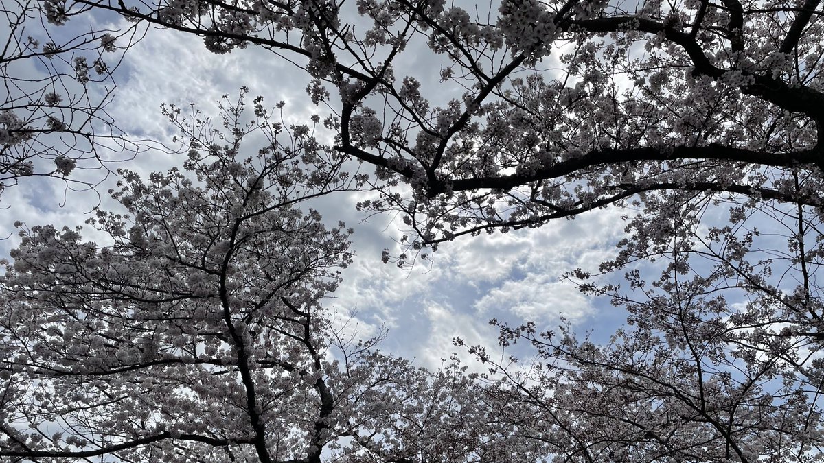 hyomocho's tweet photo. @chyh1202 元気だよ〜😊✨今日は桜🌸見に行ってたよ〜！！リフレッシュしたから、
明日から仕事がんばります😊✨ https://t.co/ZFOvyPvMGA