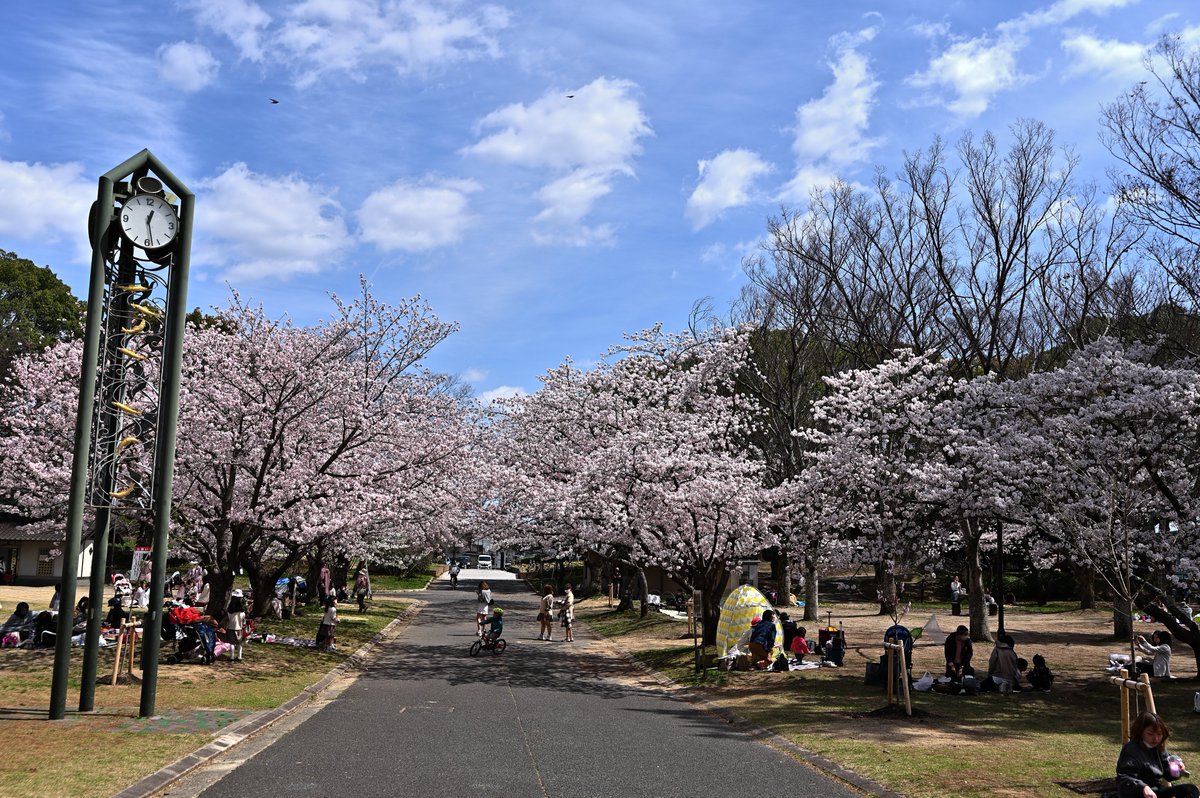 kodera16's tweet photo. #桜 #酒津公園 
今日は坂津公園をお写ん歩 https://t.co/xL6VgnrPhU