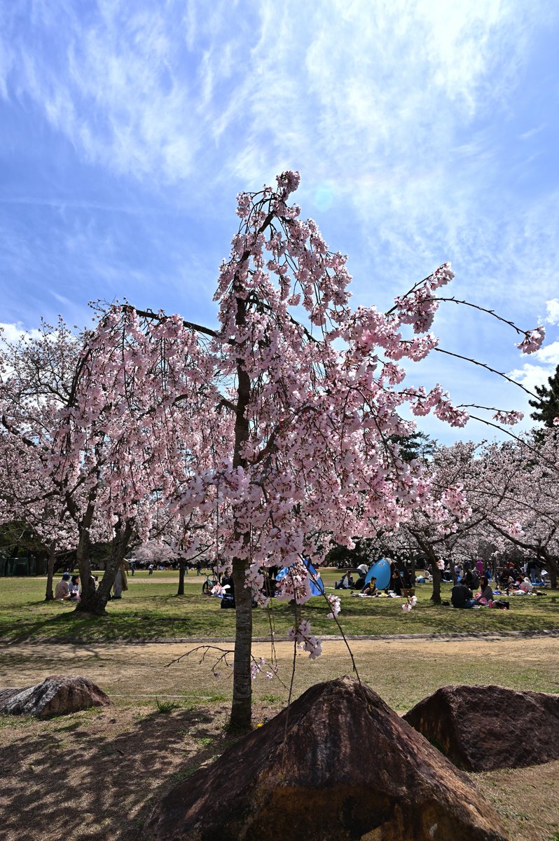 kodera16's tweet photo. #桜 #酒津公園 
今日は坂津公園をお写ん歩 https://t.co/xL6VgnrPhU