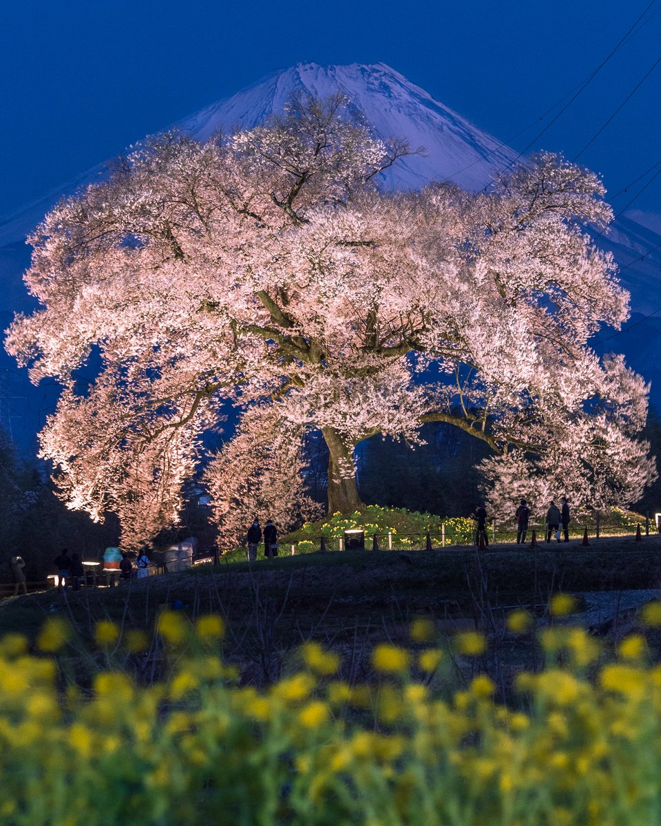 4/1 今夜のわに塚の桜（満開） 富士山に抱かれたわに塚の桜🌸 今日は寒い夕暮れに。しかし八ヶ岳＆富士山は共にバッチリで多くの人で賑わいました。 今夜は知人宅よりライトアップの撮影をさせて頂き
