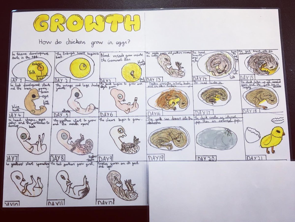 leamanorschool's tweet image. Three entries to #britishscienceweek2022 from Dravid YR7, Helena YR9 and Katie and Lucy YR9. 
The theme for this year’s competition is ‘Growth’ and each one of these  posters takes a different approach to growth. Good luck to our entries!
#noshortcuts #growth #stemeducation