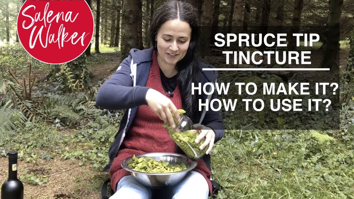 NaturalSalena's tweet photo. How to Make a Spruce Tip Tincture https://t.co/yisUu9DeFi #sprucemedicine #treemedicine #herbalmedicine https://t.co/WnNse5POm9