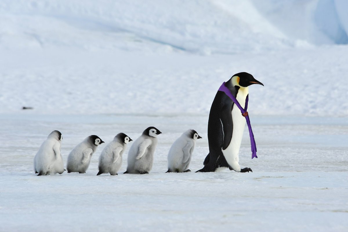 worldscouting's tweet photo. 📢 Announcing the opening of the Antarctica World Scout Centre! 🥶️ Scout members - like those pictured - will be able to join outdoor activities in the world’s highest, driest, windiest, coldest &amp; iciest continent! 🐧⚜️

@KISC, any tips for volunteers? 😉 #Scouts https://t.co/8kQA97uRFI