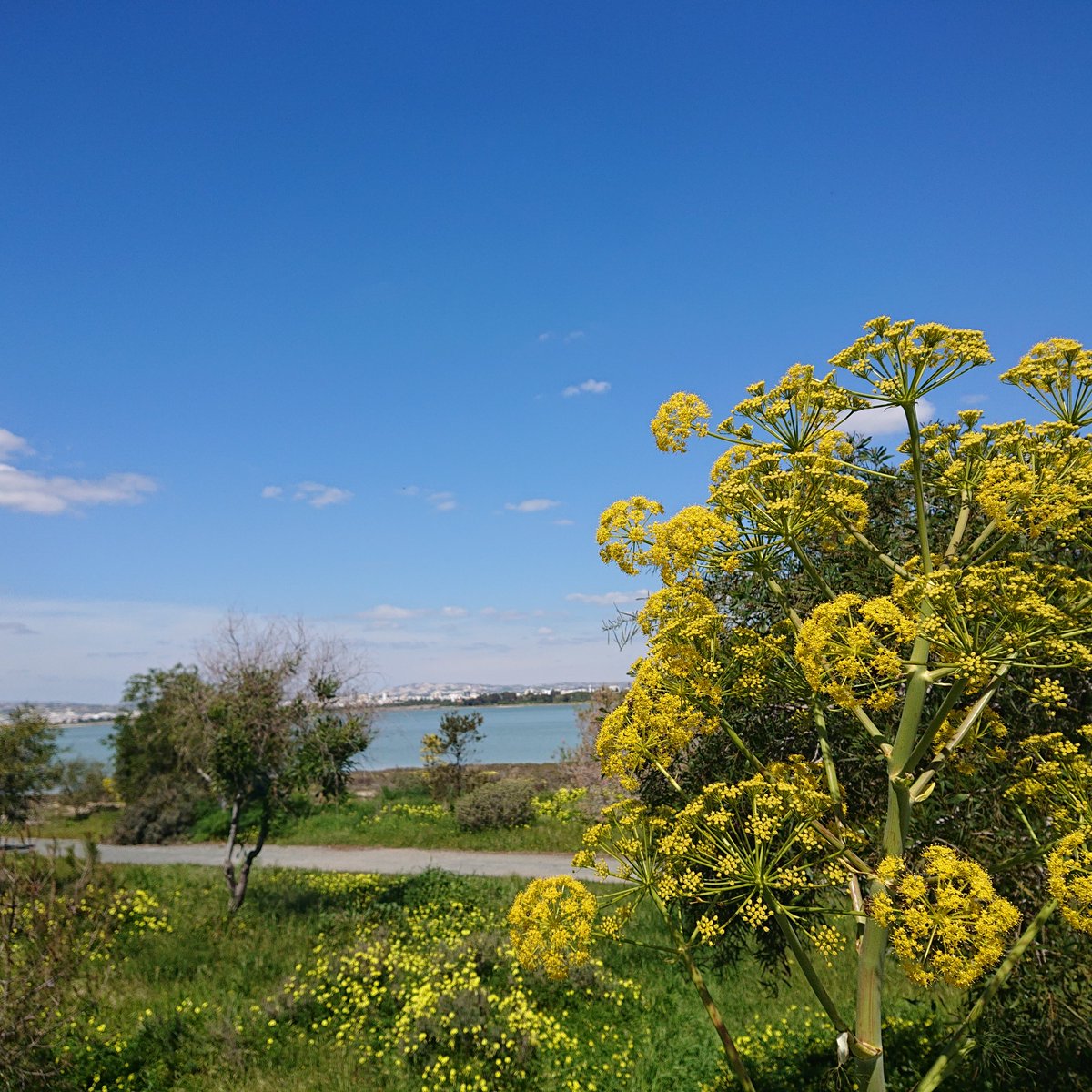 Larnaka Tourism tweet media