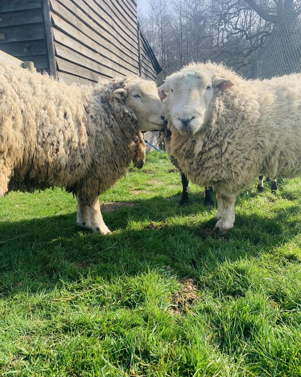 JimmysFarmHQ's tweet photo. Happy Birthday Boris! ๐ Boris is a Devon Closewool ram and turns 5 today. ๐ฅณ
Did you know, Jimmyโs Farm is the only place you can see a Devon Closewool on show outside of Devon?
#rbst #gonative #rarebreeds #devonclosewool https://t.co/L4brNyEEqM