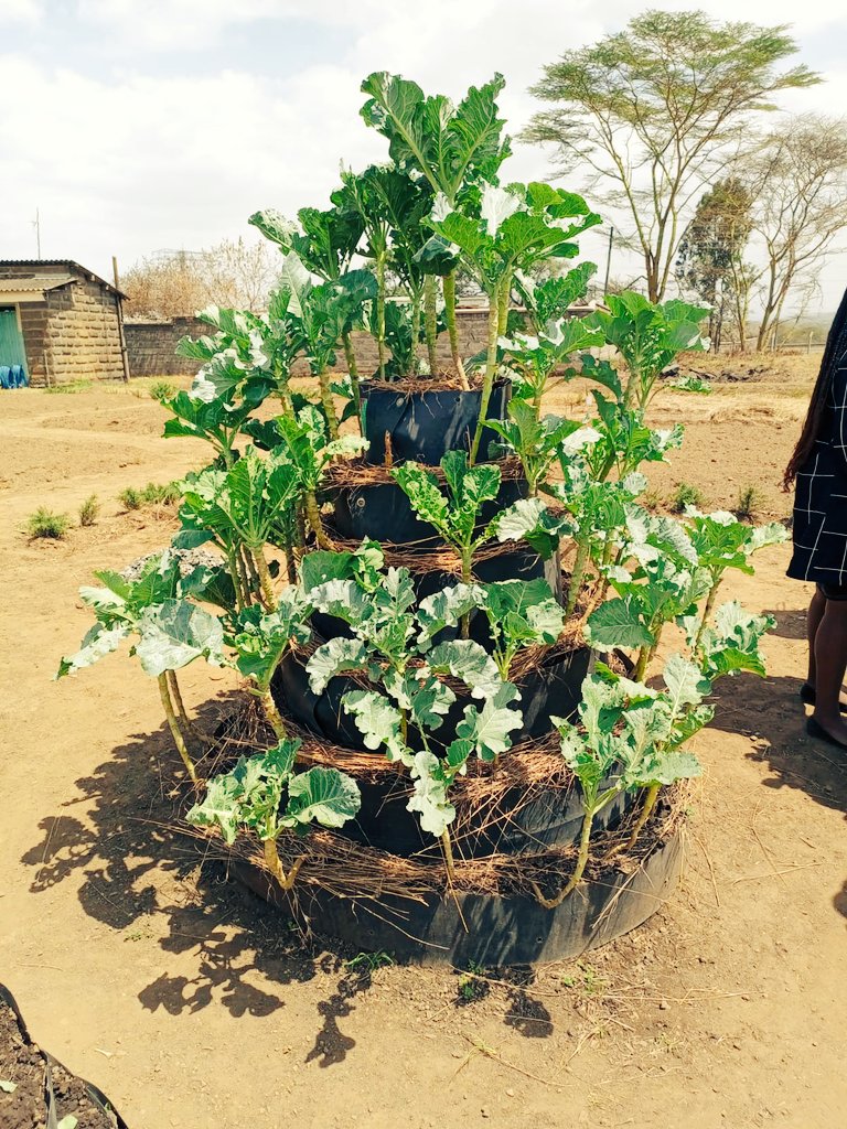 DeeChelule's tweet photo. Kitchen gardening launch
@NakuruAgriCall 
#urbanfarming
#Organic
#agriculture 
#agribusiness https://t.co/8BieAeR2ms