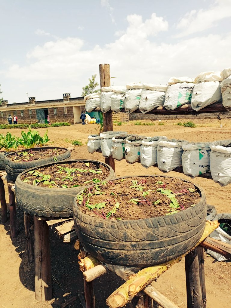 DeeChelule's tweet photo. Kitchen gardening launch
@NakuruAgriCall 
#urbanfarming
#Organic
#agriculture 
#agribusiness https://t.co/8BieAeR2ms