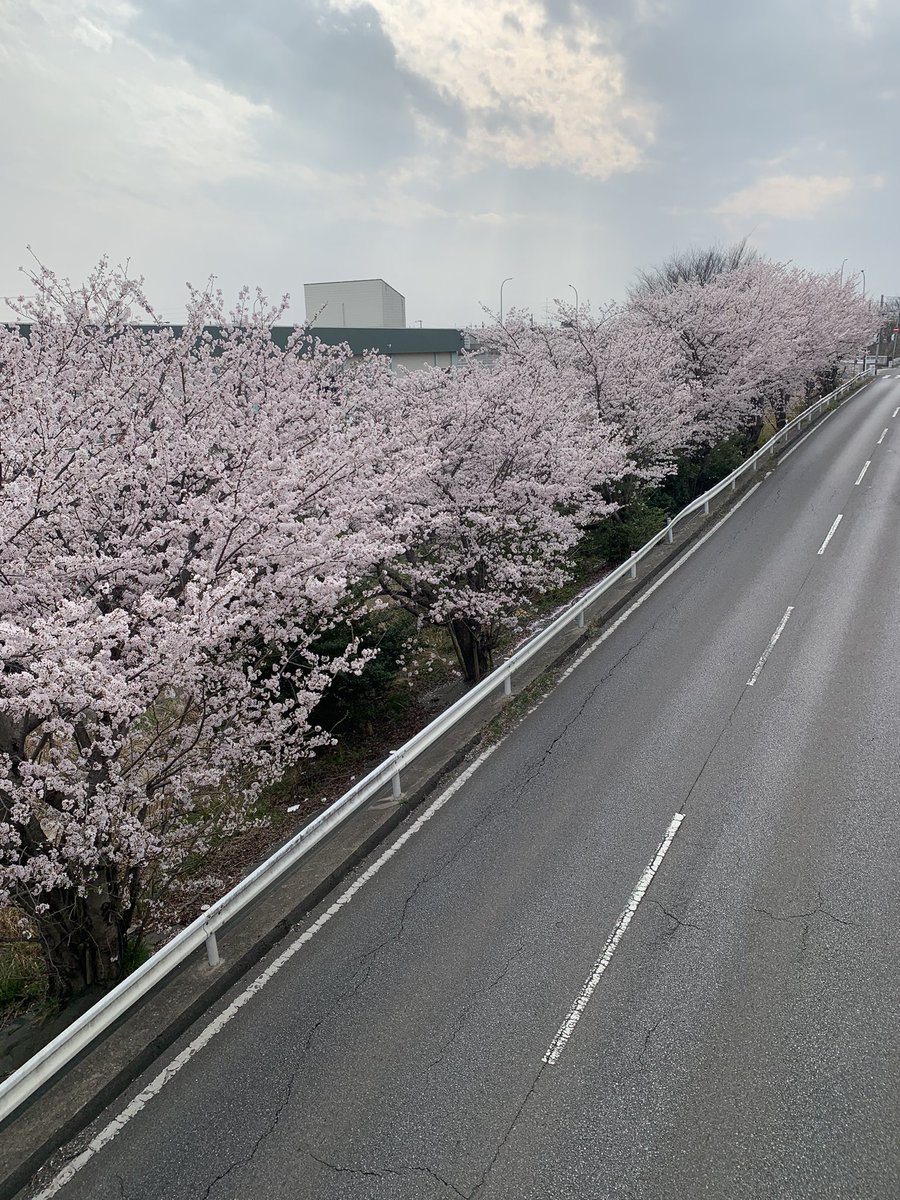 TERUO83441802's tweet photo. 🌸桜満開
#さくら
#R464 https://t.co/jCCqaqr8q7