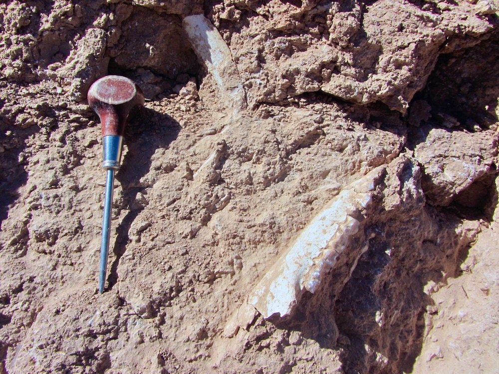 dcpaleo's tweet photo. #FossilFriday 🇧🇴Three photos of a beautiful 13 million-year-old lower jaw of the #litoptern Llullataruca shockeyi from #Bolivia: (1) as discovered (by our geologist!); (2) after extraction; and (3) after preparation, as shown in the 2018 JVP article by @mcgratherium et al. https://t.co/SaDYMfvMw7