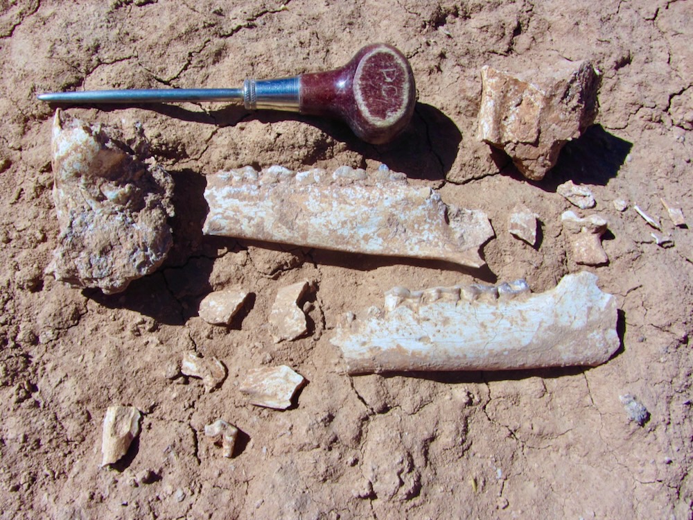 dcpaleo's tweet photo. #FossilFriday 🇧🇴Three photos of a beautiful 13 million-year-old lower jaw of the #litoptern Llullataruca shockeyi from #Bolivia: (1) as discovered (by our geologist!); (2) after extraction; and (3) after preparation, as shown in the 2018 JVP article by @mcgratherium et al. https://t.co/SaDYMfvMw7