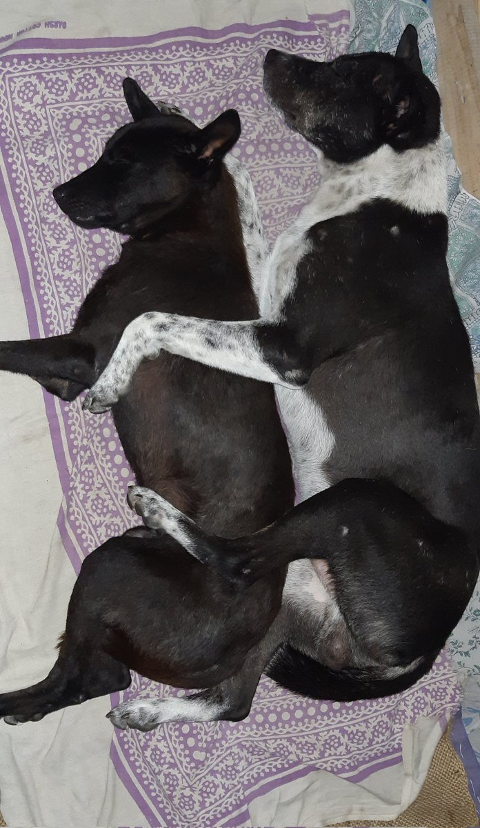 RikiBarua2's tweet photo. My two Angels both of them r my rescued babies although they from different mothers but accepted themselves as  own brothers https://t.co/BEBcdNEtdD
