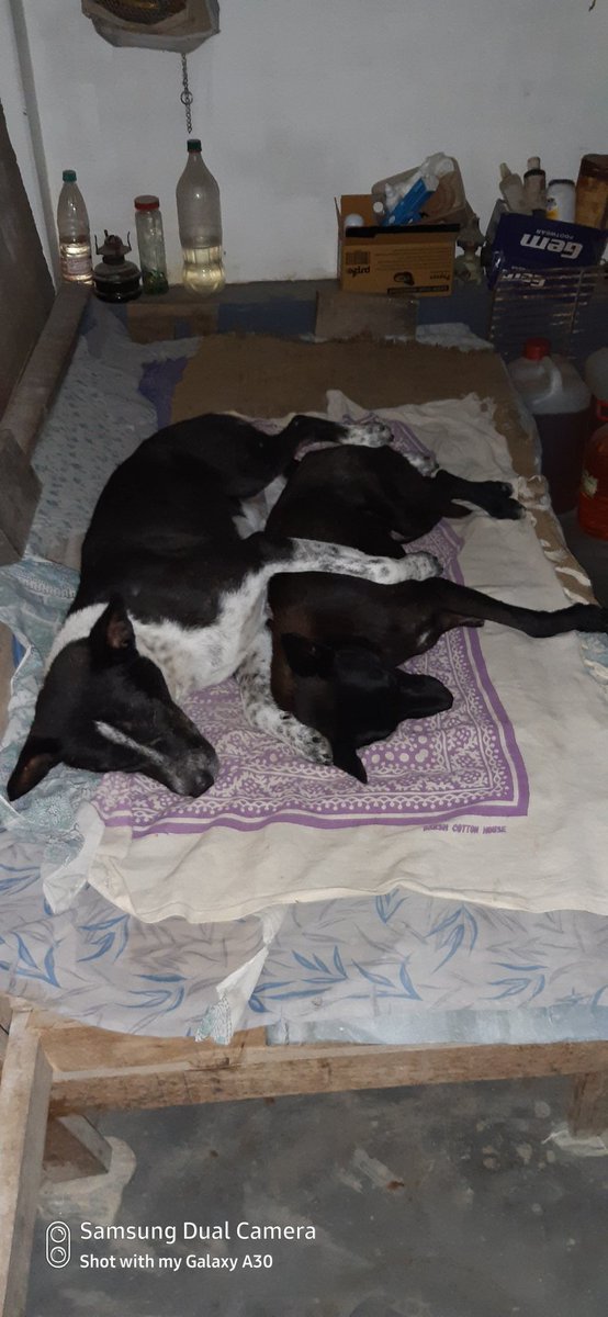 RikiBarua2's tweet photo. My two Angels both of them r my rescued babies although they from different mothers but accepted themselves as  own brothers https://t.co/BEBcdNEtdD