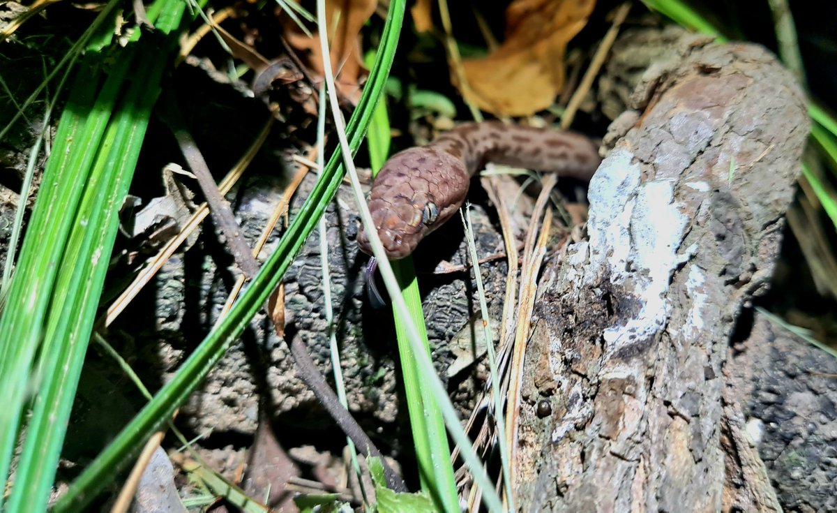 Blanche d'Anastasi | Sea Snake Queen tweet media