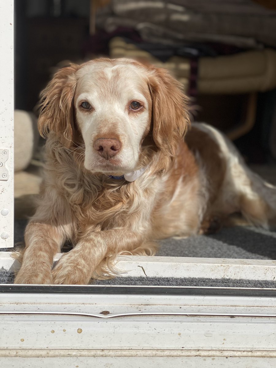 SpanielsSuper's tweet photo. I have decided to resume my Guard Dog duties, protecting my home & family. As it’s still very cold & snowy outside, I’m doing my duties from inside #SoCold #DedicatedToDuty #DogGuard https://t.co/4lVkOOMVOj