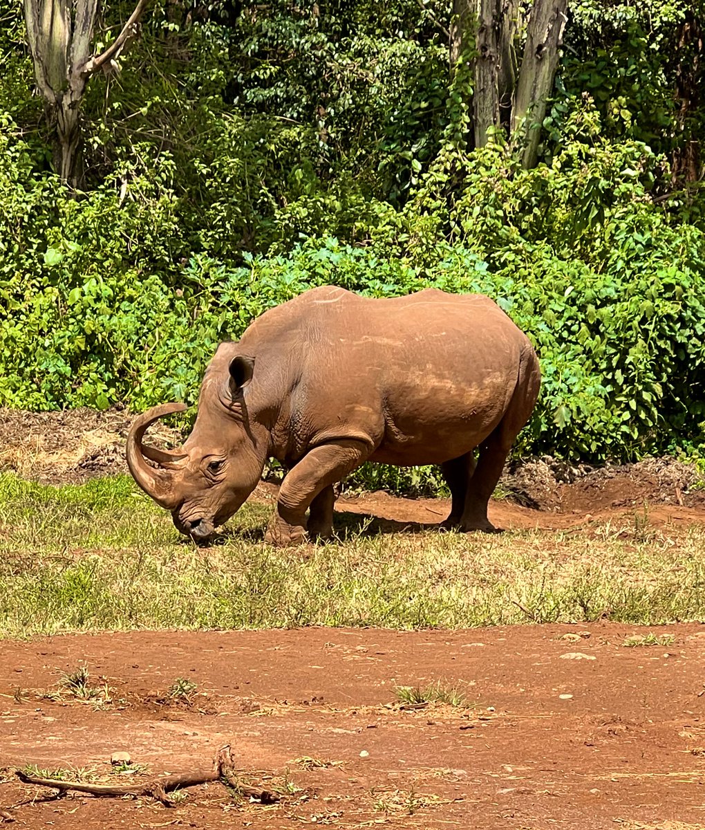 Today we say goodbye to Kenya after an energizing visit discussing satellite data 🛰, agriculture 🌽, & machine learning 🤖 with @SpaceAgencyKE, @kemucie from @icpac_igad, @MumbaMusondam from @UNDP, and @RCMRD_. We managed to make a few new animal friends too! 🦏🦒@HarvestProgram