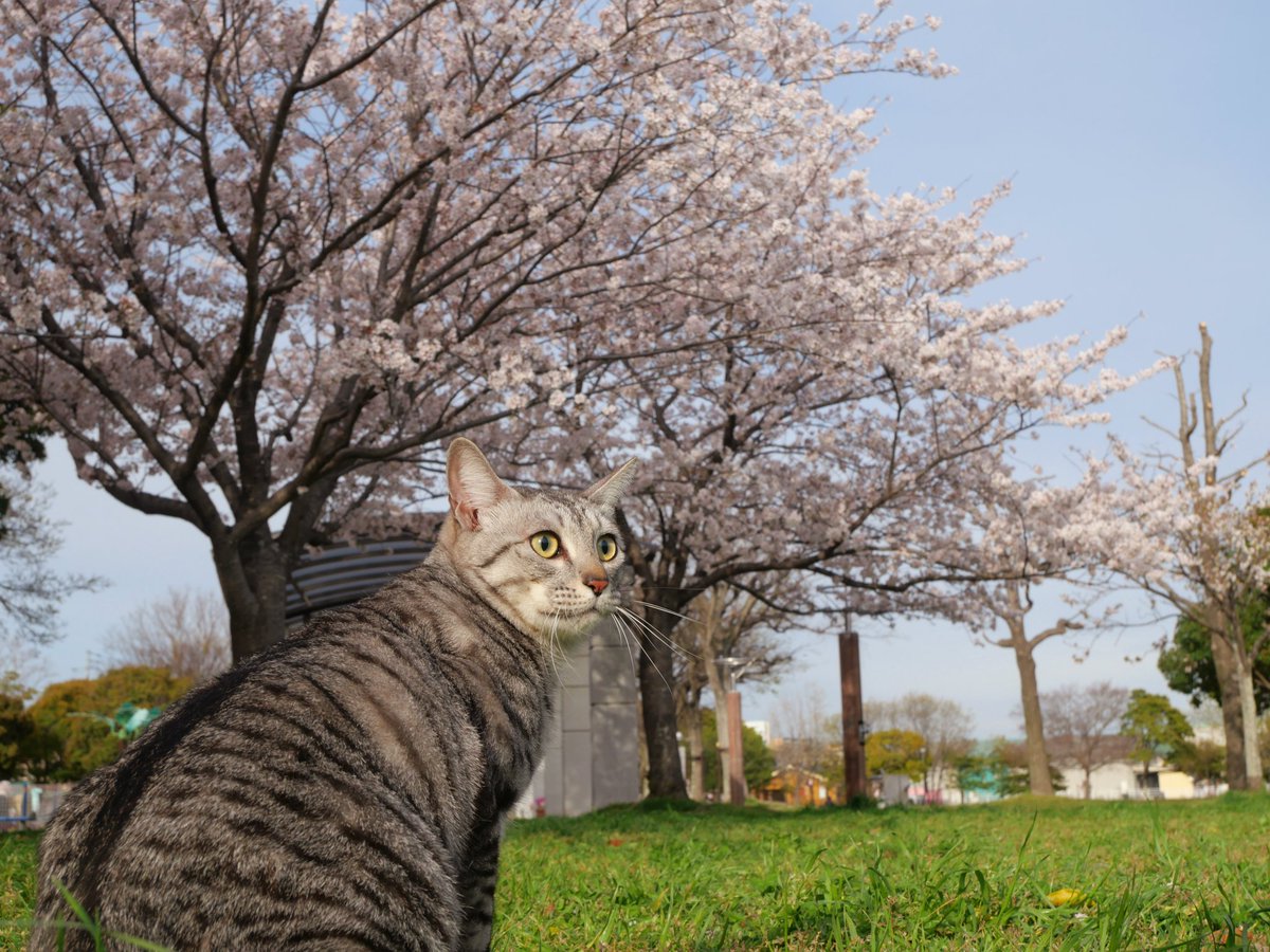 ametohina's tweet photo. 桜と猫  #花見 https://t.co/FEGTP3PFRt