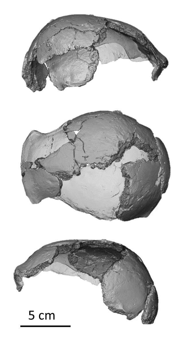 SAJS_Official's tweet photo. - @BeaudetAmelie et al. investigated the shape of the enigmatic #Australopithecus specimen StW 578 from SA using 3D imaging and identified similarities with Sts 5 / #MrsPles. https://t.co/P1Z9aMzOhQ
@WitsUniversity @ESI_FossilLab @DitsongMuseumSA @CNRS https://t.co/ftZ17AiLIe