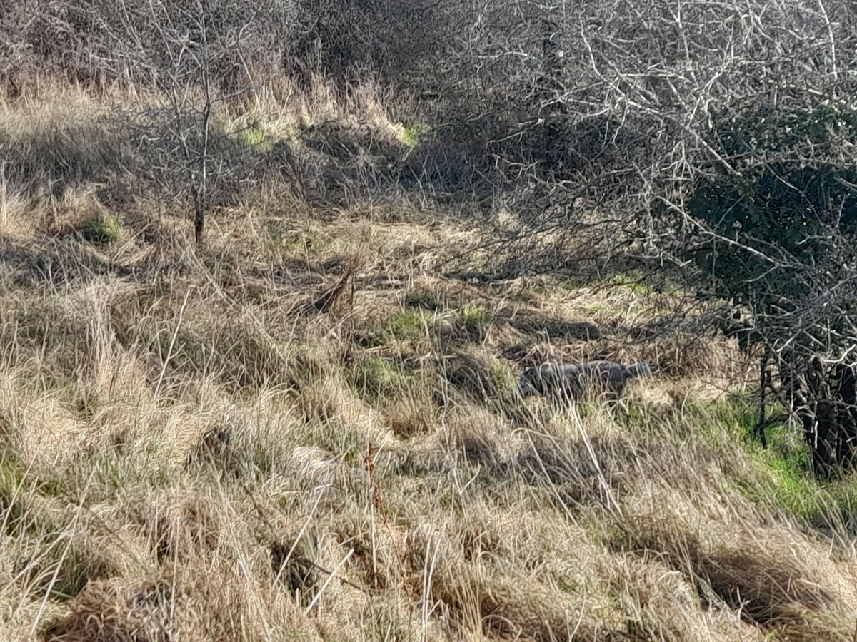 janeymcd23's tweet photo. Trust me's there!! (First pic) #Rio #TheLadz Glorious day. Bloody freezing but hey.. perfect #Husky weather. Not so much for de Mama π π₯²π¦β
#AdoptDontShop https://t.co/WUoTRhKzPz