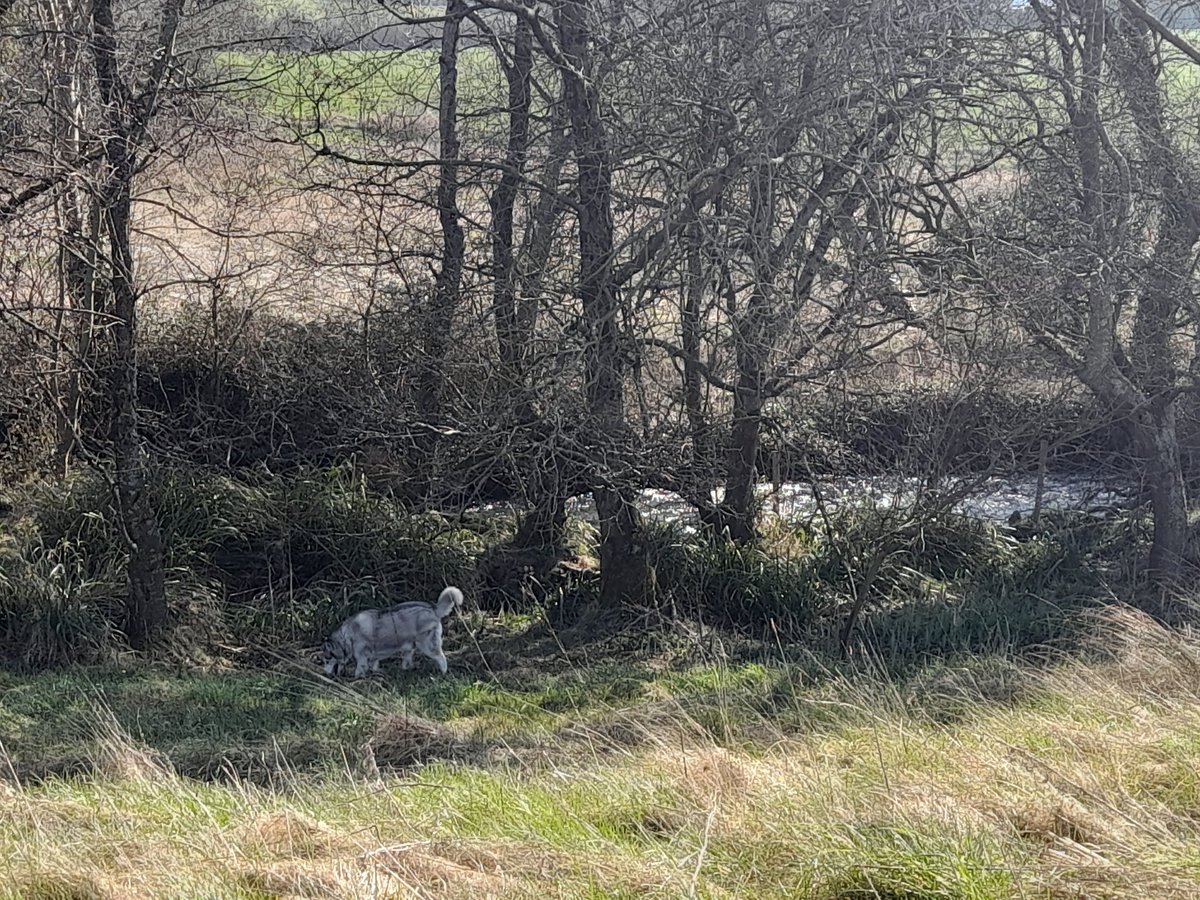 janeymcd23's tweet photo. Trust me's there!! (First pic) #Rio #TheLadz Glorious day. Bloody freezing but hey.. perfect #Husky weather. Not so much for de Mama π π₯²π¦β
#AdoptDontShop https://t.co/WUoTRhKzPz