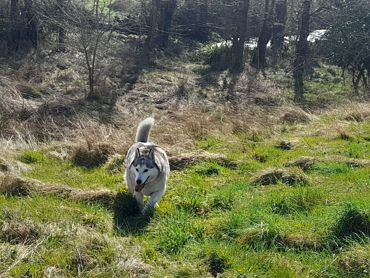 janeymcd23's tweet photo. Trust me's there!! (First pic) #Rio #TheLadz Glorious day. Bloody freezing but hey.. perfect #Husky weather. Not so much for de Mama π π₯²π¦β
#AdoptDontShop https://t.co/WUoTRhKzPz