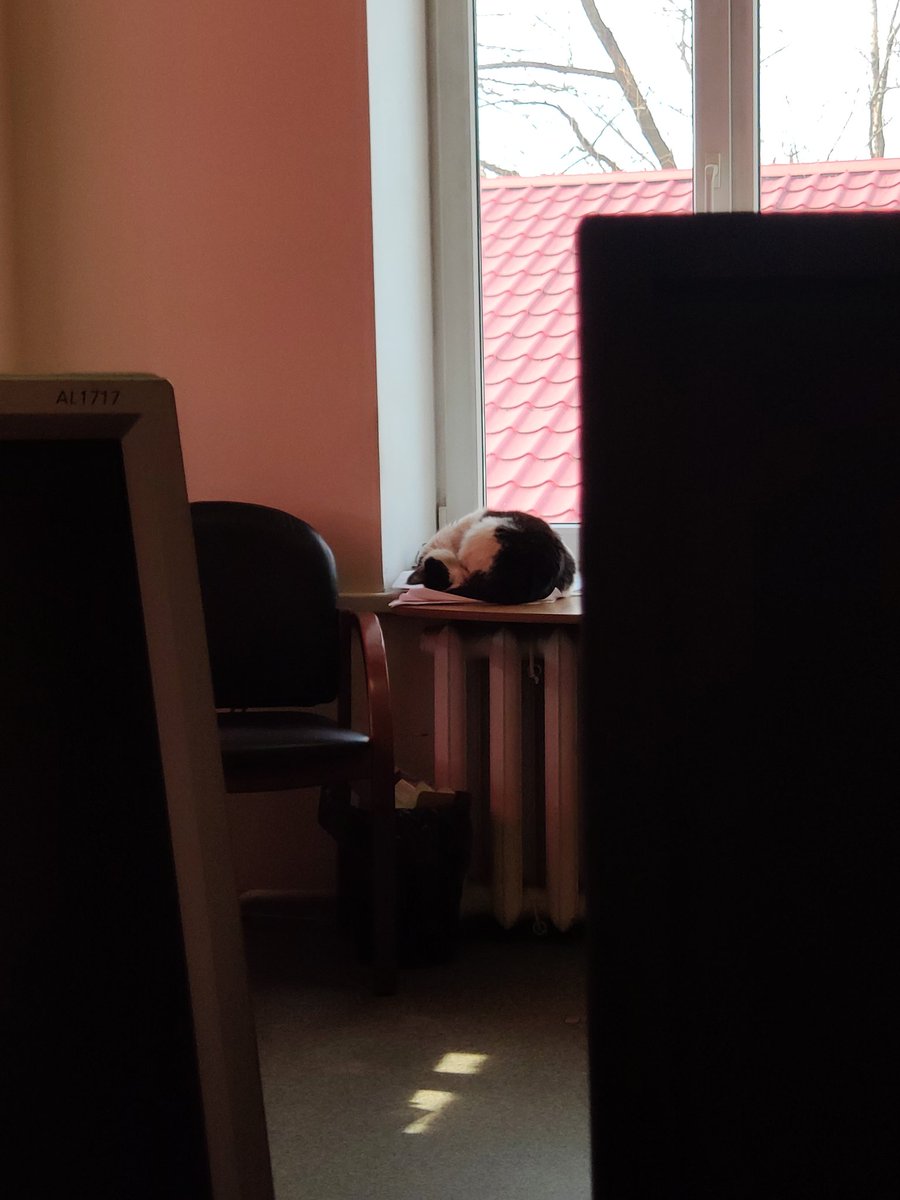 FairyNary's tweet photo. Китечка спит. https://t.co/8nlZAY4j1u