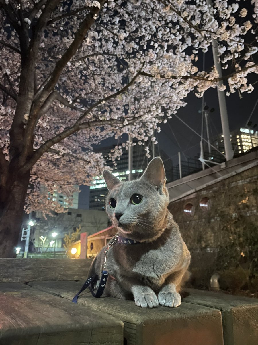 mocotancat's tweet photo. もこたんのお花見2022🌸

＃桜　#お花見　#cherryblossoms 
#ロシアンブルー  #猫のいる生活 #猫好きさんと繋がりたい #mocotancat #ねこすたぐらむ
#russianblue  #cat #cats https://t.co/C0SH0VRzYj