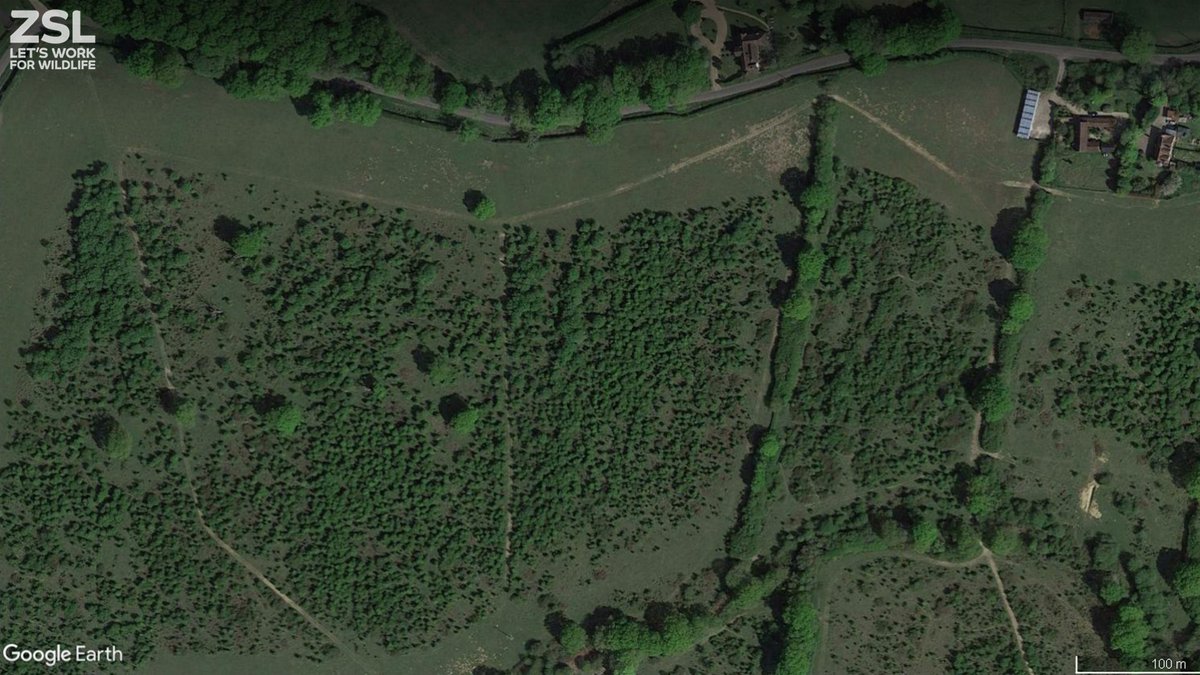 OfficialZSL's tweet photo. Long-standing UK rewilding project @KneppWilding was monitored for the first time from space by @ZSLScience teams. The ecosystem recovery they saw over 20 years was remarkable! #NatureAtHeart https://t.co/RNhy9nn2CA https://t.co/I3gK3RnnQ5