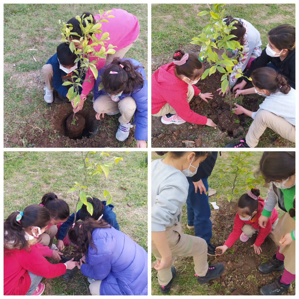 MyTreeSchool's tweet photo. İsmail Saldüz-Akdeniz İstiklal İlkokulu-Mersin
Yeşil bir çevre için öğrencilerimizle ağaç diktik.
@tretwinning 
@eTwinningMersin 
@eTwinningDestek 
@mersin_istiklal 
@NurcanY67253170 
@NBYcimen 
@nesibemat 
@aslan_gultekin https://t.co/yhdBuu2ykL