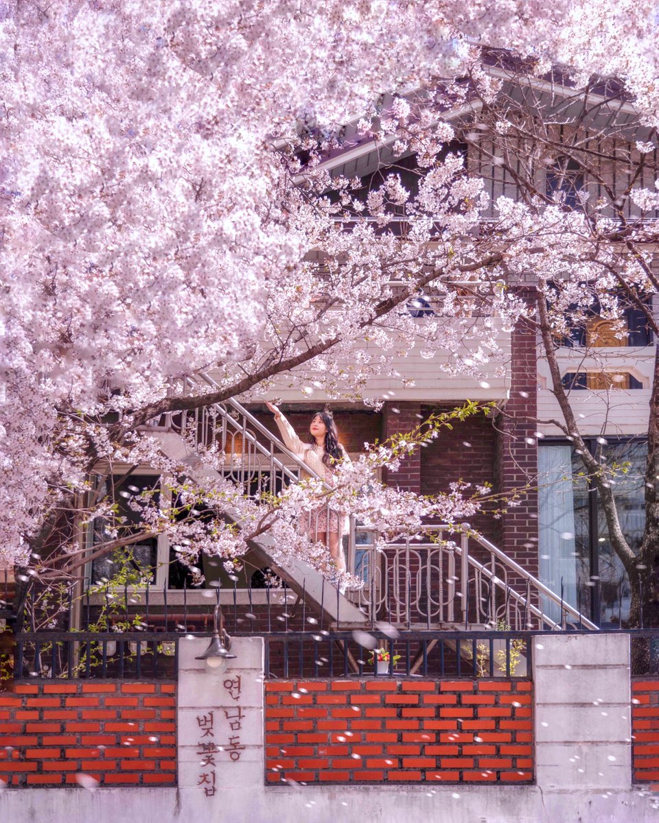 Finally it’s time to catch some blossoms🌸

#photography
#NFTphotographers