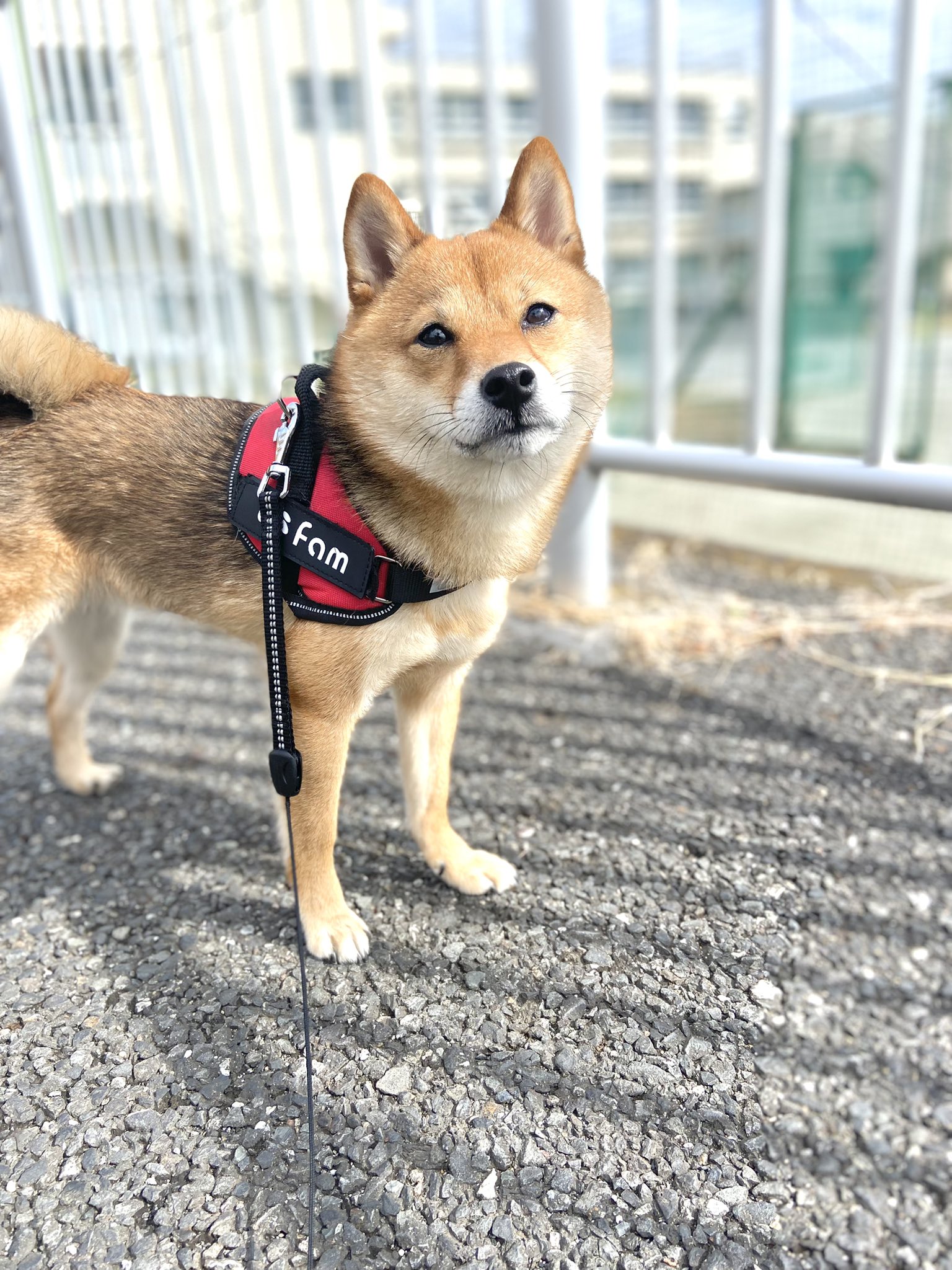 豆柴ころくん 今日はいい天気だったので散歩を満喫してきたころくんです にしても最近散歩中に 自分の行きたい方向にいけないと 座り込む癖がすごいんですが 皆さんの愛犬はどうですか 座り込み作戦やりますか 笑 T Co Jh9x4ibg7e Twitter