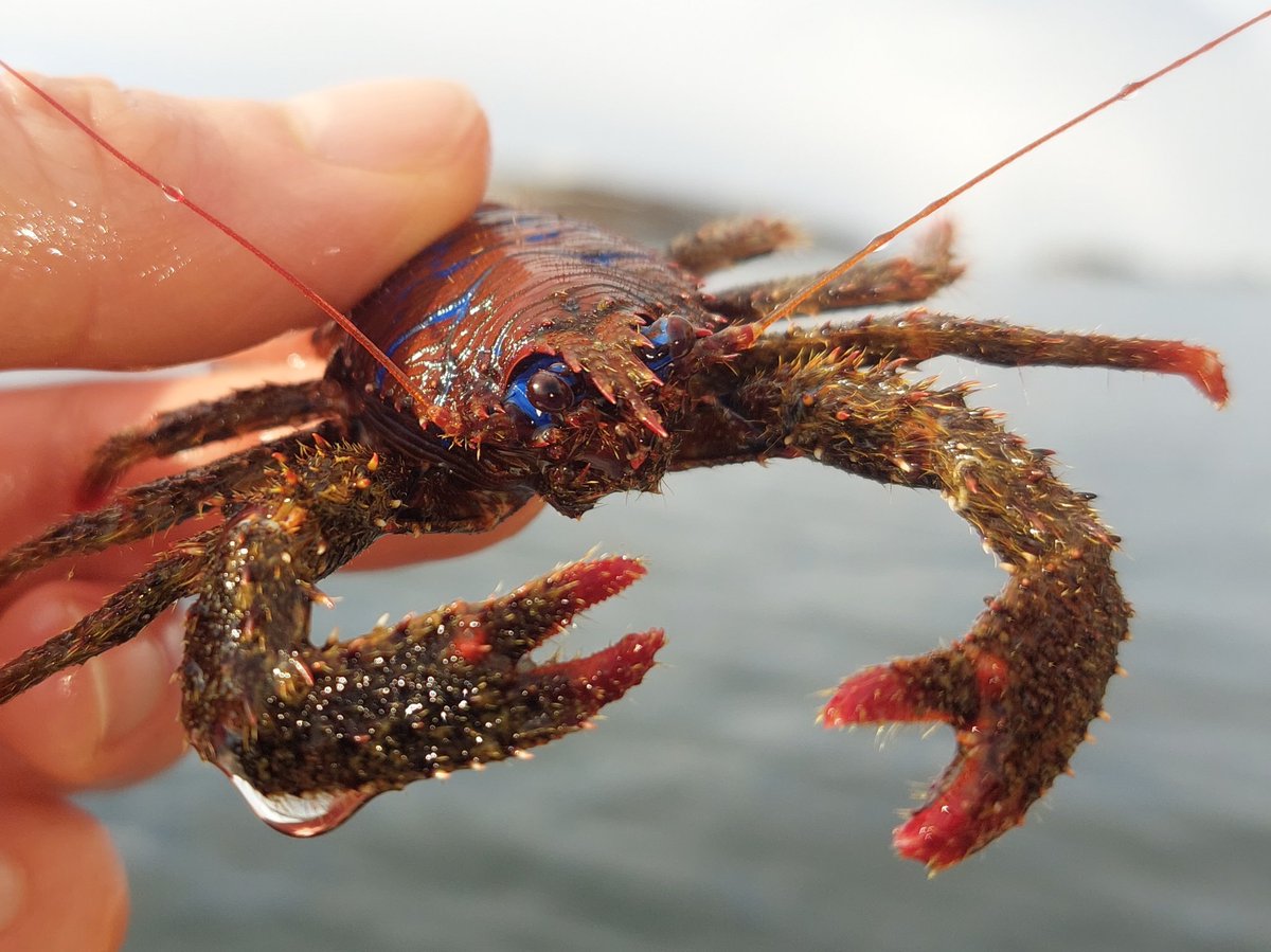 Got this squat lobster (#Galathea strigosa) in a crab trap the other day. Cool critter! To big for my current tank setup. Maybe when I get a bigger tank! #squatlobster #invertebrate #crustacean