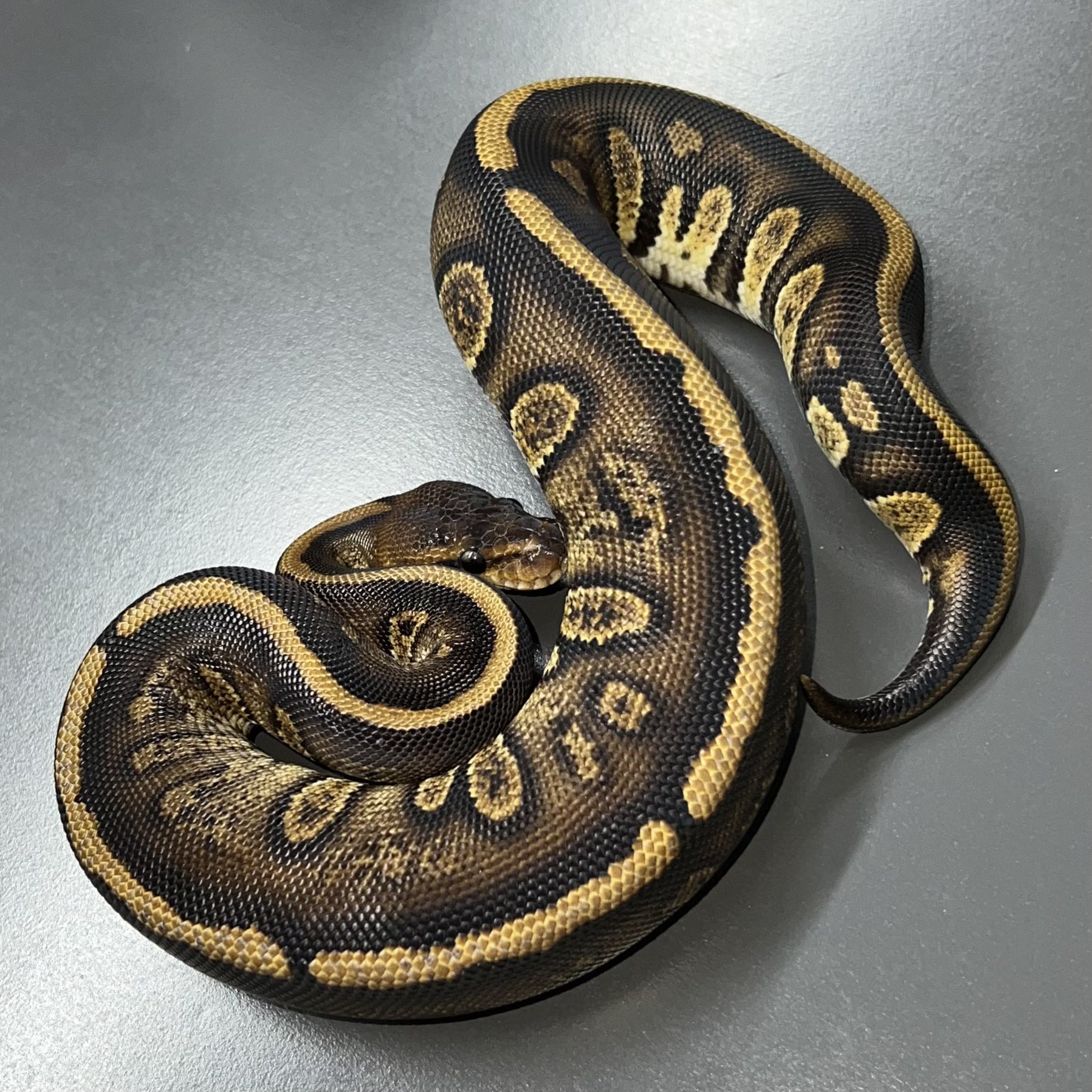 パーフェクトボールパイソン Lesser Leopard SH ♀ sold . . . #ボールパイソン #レッサー