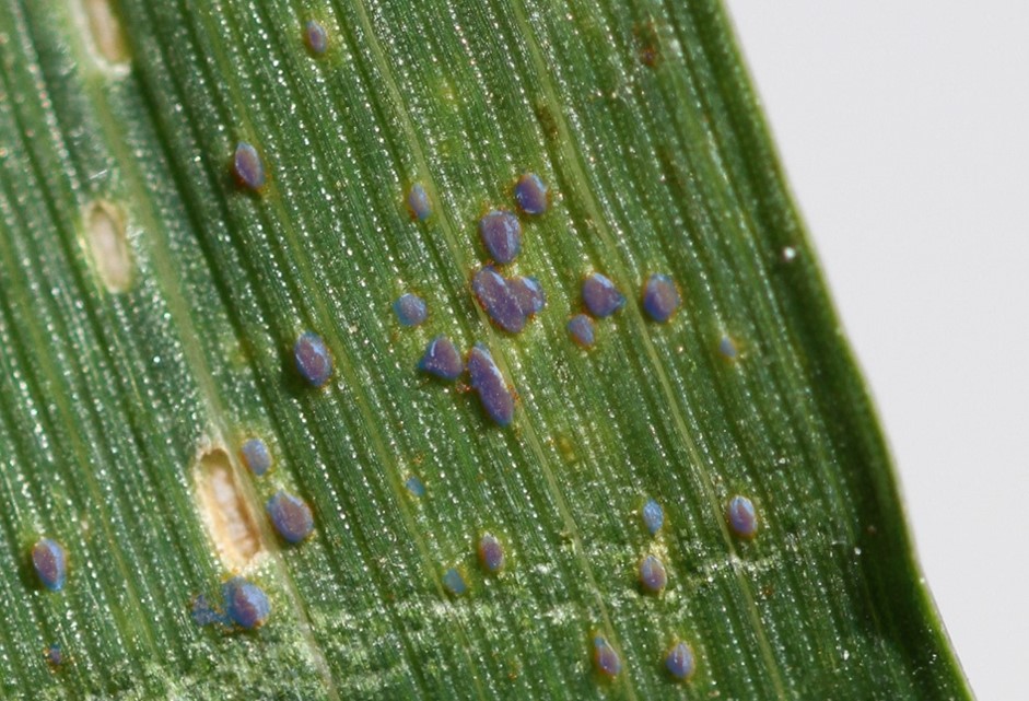 ⚠️ La #rouille bleue du #blé (Puccinia touaregis) vient d'être détectée pour la première fois en France. Son arrivée coïncide avec la récente remontée de masses d'air en provenance du Sahara. Si vous en observez merci de transmettre vos échantillons @INRAE_Bioger 🙏.
