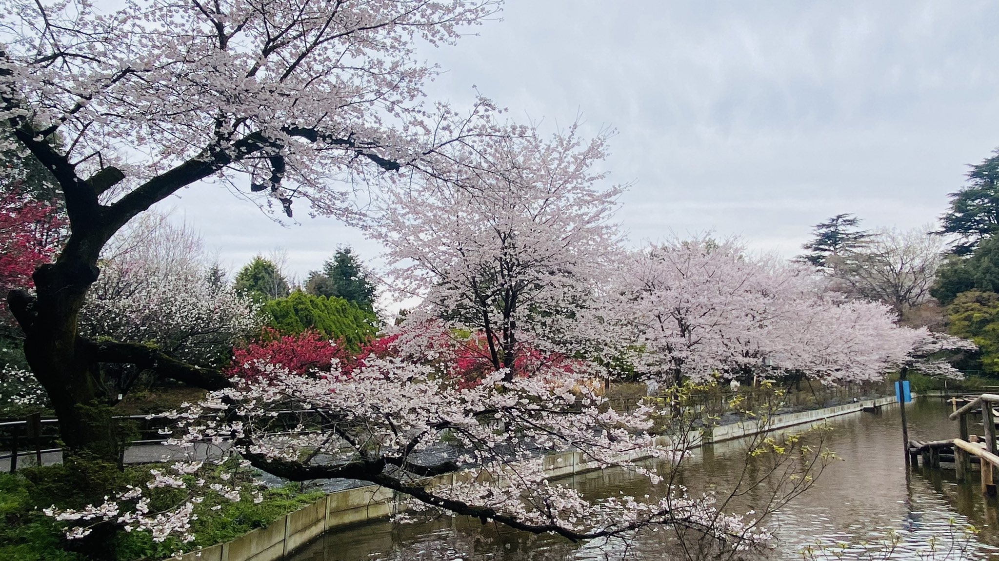 清水公園 Shimizukouen Twitter