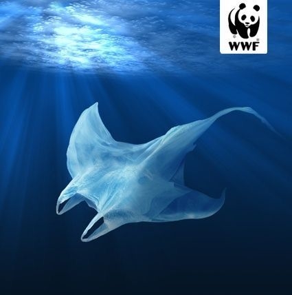 TazLuschwitz's tweet photo. @WWF creating great stimuli to start conversations about protecting our oceans from plastic waste. These photos are a powerful way to establish understandings about #SDG14 and spark emotions among students about the change needed for our oceans. #educ4750 #UoNTeach https://t.co/2ff9658Iue