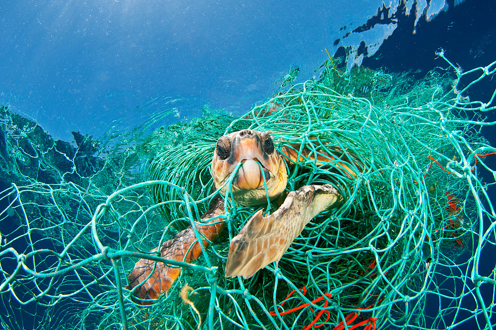 TazLuschwitz's tweet photo. @WWF creating great stimuli to start conversations about protecting our oceans from plastic waste. These photos are a powerful way to establish understandings about #SDG14 and spark emotions among students about the change needed for our oceans. #educ4750 #UoNTeach https://t.co/2ff9658Iue