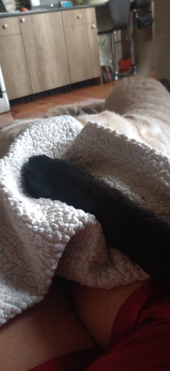 Jane5Daisy's tweet image. Lola has me. TGIF #labby #BlackDog #englishlab