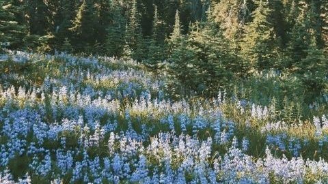 moodyonmoon's tweet photo. April is here, spring is here https://t.co/niRcFNoCYH