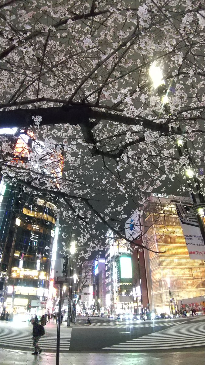 今週は京都からの東京でした。
お仕事ですよ。
桜も満喫🌸

出張が解禁されて、
コロナ後、初の都会でした。
