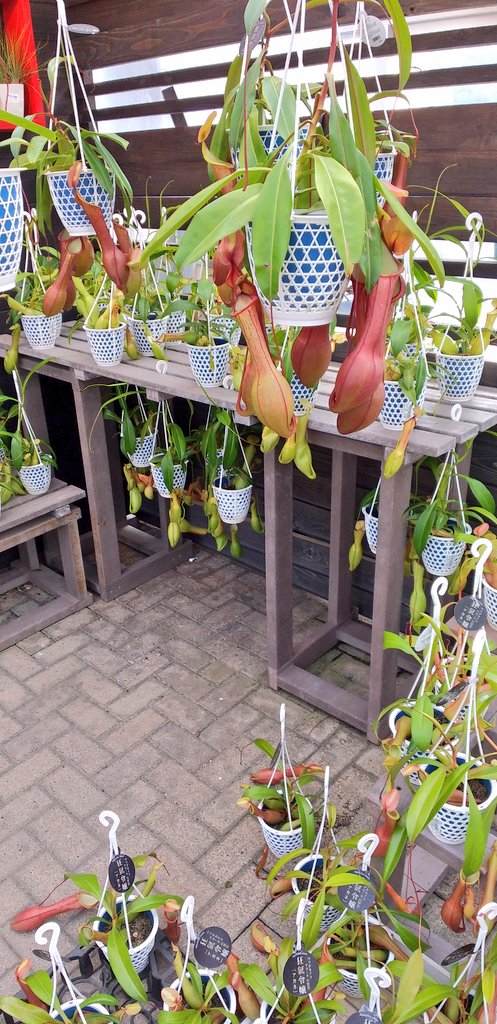 公財 鹿沼市花木センター公社 Bonsaizamurai Twitter