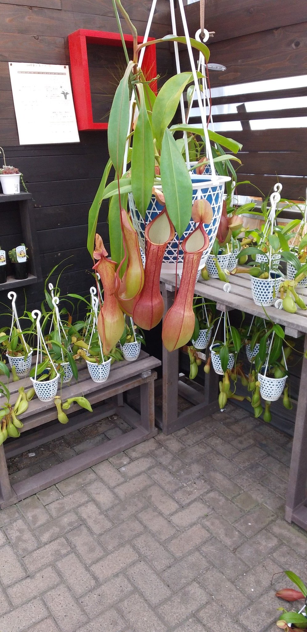 公財 鹿沼市花木センター公社 Bonsaizamurai Twitter