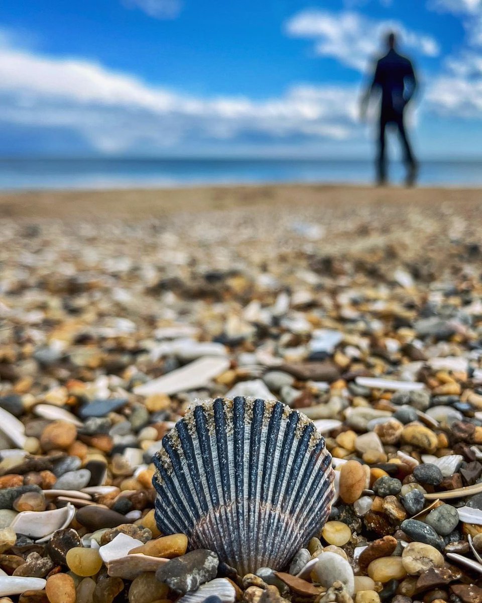 Going for a stroll on Bethany Beach is sure to put your mind at ease 😌 #LoveDEBeaches 

📷 <a href="/kenny/">Kenny</a>.c_photography 

#visitrehoboth #visitlewes #seashells #seashell #strolling #delawarebeaches #morningwalk #shell #seashelladdict #delaware #bethany #picoftheday