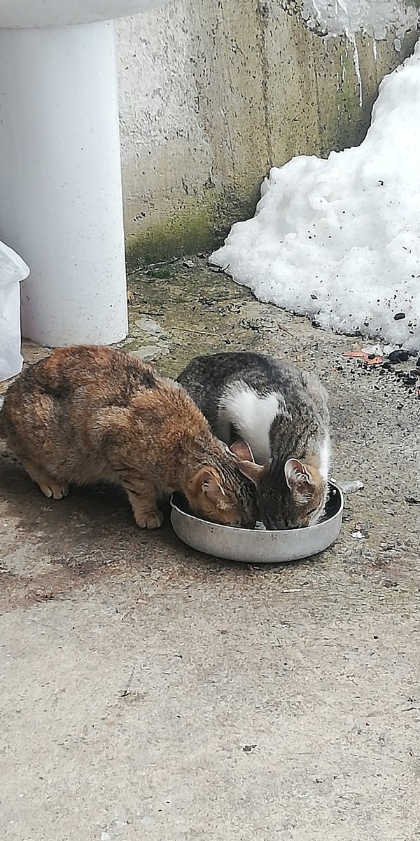 arves11's tweet photo. @lutfenbidurya Fotolara şoyle Bi bakımda, baslık yanlış olmuş, zengin kedi fotosu bırak olmalıymış... https://t.co/Hfd6dUDyhf