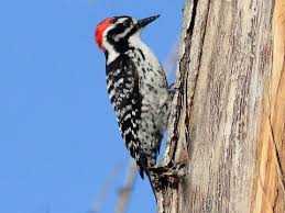OdeeSiah's tweet photo. @NewYxrkYT Damn that is a small pecker https://t.co/F9ZIqsvW46