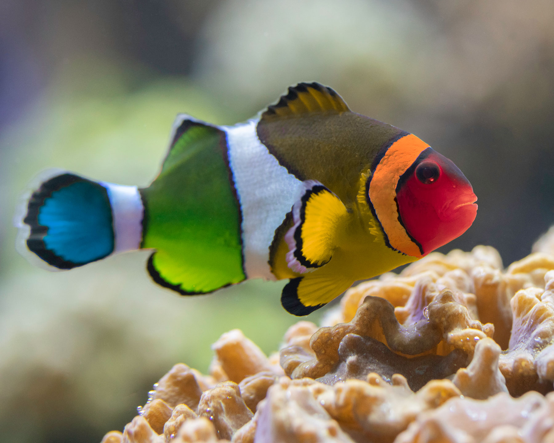 National Aquarium on X: 2. Candy-coated Anemo-Nemo Fish (Stripus  illustratus); Natural Range: Indo-Pacific reefs, candy advertisements   / X